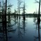 Mississippi Black Bayou 2003