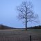 Whitehall Road Farmfield