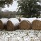 Snowy Hay Bales
