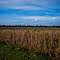 Soybean field and levee.