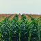 Corn Field