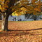 Lyman Orchard