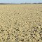Tilled field waiting for winter