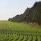 Still green lines on the field after harvest