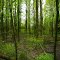 Blacklick Woods