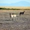 Antelope spotted along Rt. 2 near Galata, MT