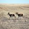 Antelope spotted along Rt. 2 near Galata, MT