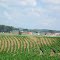 Tennessee Cornfield