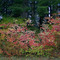 Vine Maple along Larch Mt Road