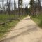 Gravel Road through the Burned Forest