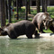 Glacier Bear Park