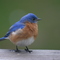 Blue Bird