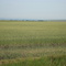Wheat field - MT (07/2009)
