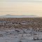 Distant Mountains Beyond The High Plains Near Great Falls Montana Jan '13