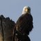 Bald Eagle at Salmon Lake