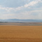 Wheat in Montana
