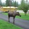 Moose!