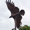 Libby Montana Eagle