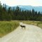 Big Prairie and a wolf, Glacier National Park