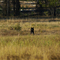 Watchful wolf