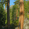 Ponderosa (Yellow) Pine along the Canyon Creek trail. Bitterroot  Mountains