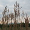 Montana "weeds"