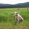 Friendly Blind Dog and White Horse