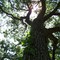 A tree.