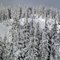 Winter woods