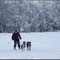Skijoring with dogs - 200912LJW