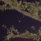 treemoon