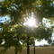 suntree2