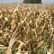 Corn almost ready for harvest.