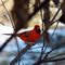 Cardinal