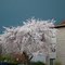 Spring storm