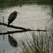 Blue Heron in Ridgefield NWR