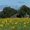Sunflowers & Barn on Sauvie Island