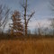 Denton's tree