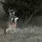 Denton's 10 pointer alive!