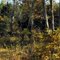 Ozark Forest Panorama - Cliffs