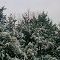SNOW Storm