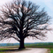McBaine Burr Oak