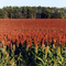 Milo Field in Boone Co