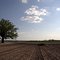 Big tree in a big field