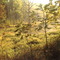 A Spring in Fall