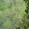 Bald Eagle On North Fork Of White