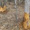 Lakeside beaver activity is tough on trees. Shade intolerant shrubs and non-woody grasses and flowers benefit from reduced competition.  Meditating on natural patterns can inform design decisions. No action can be the best decision depending on program goa