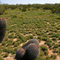 Barrel cactus near Piedra, Arizona