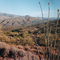 Arizona