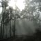 Foggy Track